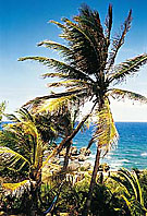 Dream Caribe