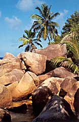 Dream Caribe